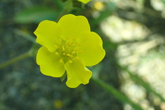 Drymocallis lactea austiniae