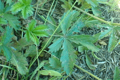 Drymocallis lactea austiniae