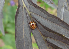 Adalia decempunctata