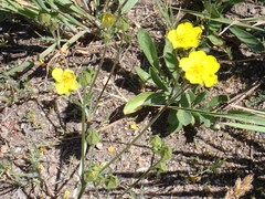 Drymocallis lactea austiniae