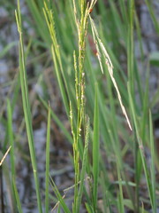 Glyceria notata