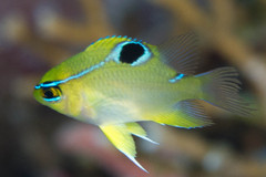 Neoglyphidodon polyacanthus