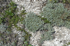 Artemisia hololeuca