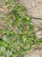 Tracheophyta