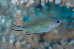 Acanthochromis polyacanthus