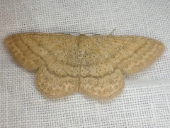 Scopula luteolata