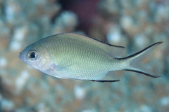 Acanthochromis polyacanthus