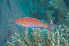 Paracheilinus filamentosus