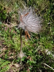 Pulsatilla vernalis