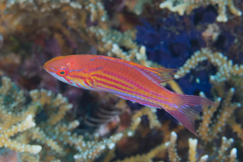 Filamented flasher wrasse (Paracheilinus filamentosus) — Labridae — 4
