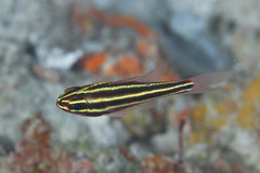 Blackstripe Cardinalfish photo 3