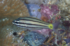 Cheilodipterus isostigma