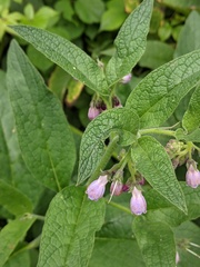 Symphytum × uplandicum