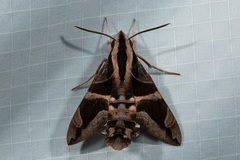 Macroglossum mitchellii