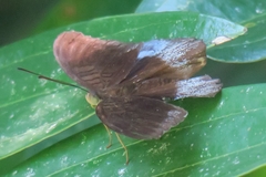 Tanaecia iapis puseda
