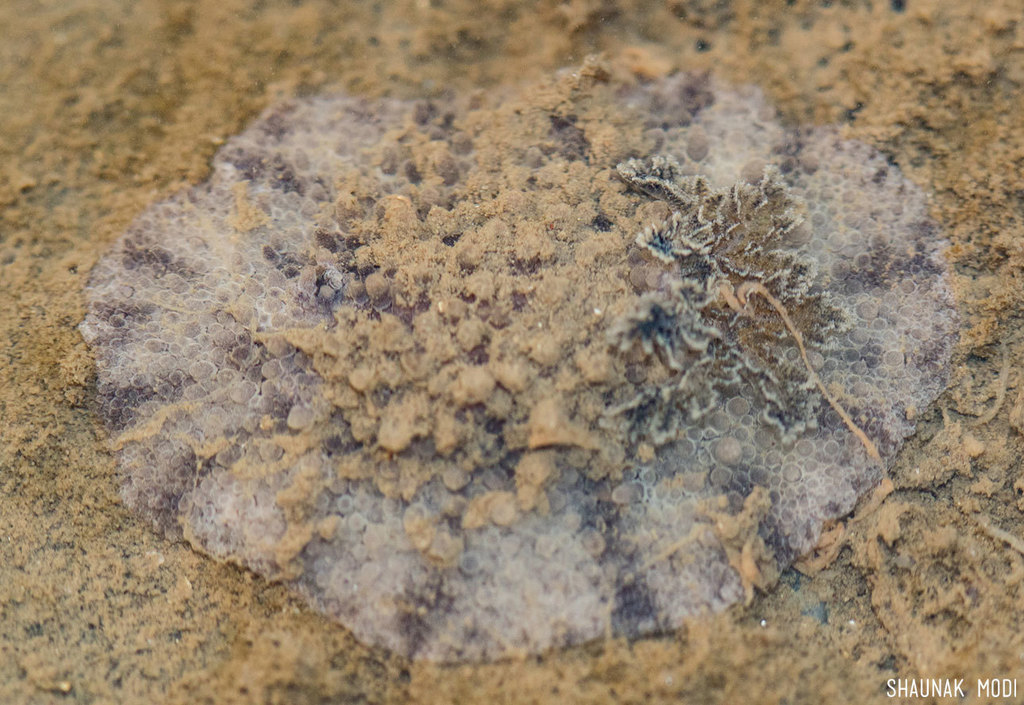 Carminodoris grandiflora