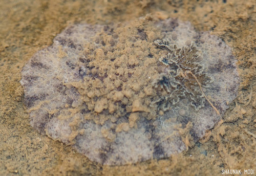 Carminodoris grandiflora