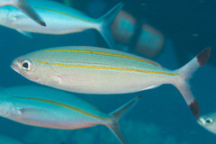 Pterocaesio digramma