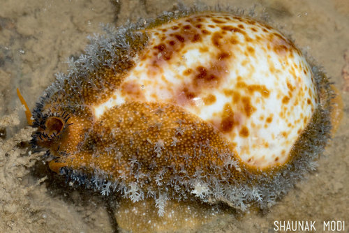 Palmadusta lentiginosa