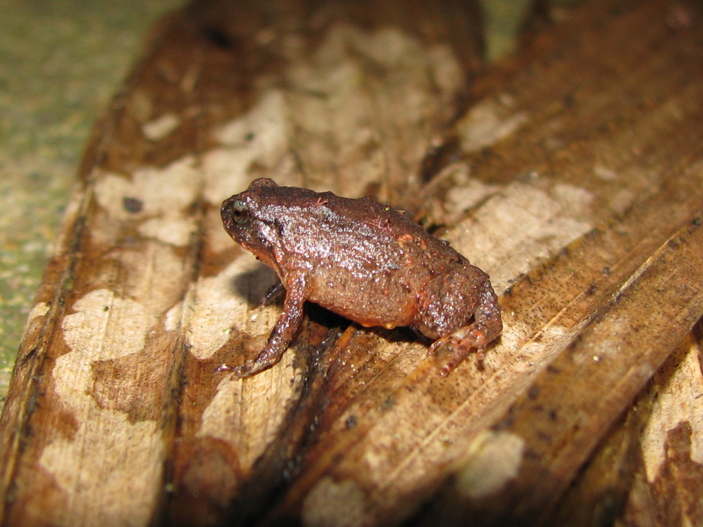 Mountain-Top Nursery-Frog