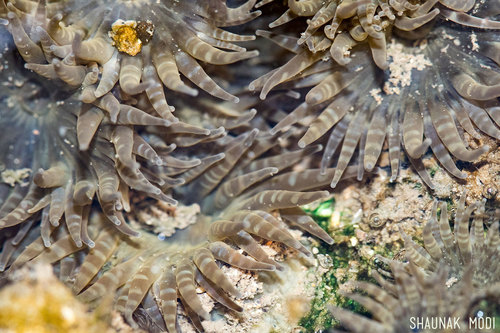 Anthopleura dixoniana