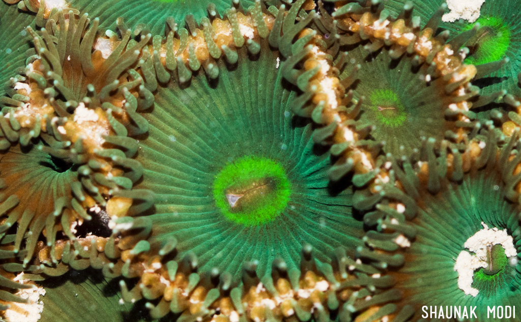 Palythoa mutuki