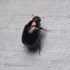 Apogonia cribricollis