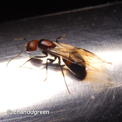 Camponotus nicobarensis