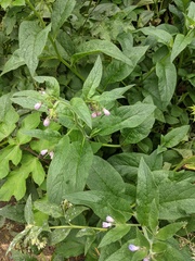 Symphytum × uplandicum