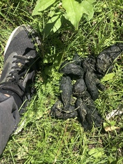 Ursus arctos isabellinus