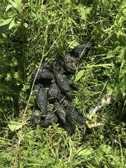 Ursus arctos isabellinus