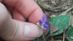 Viola villosa
