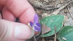 Viola villosa