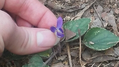 Viola villosa