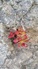 Crassula rubricaulis