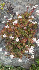 Crassula rubricaulis
