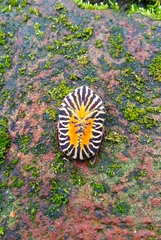 Gymnetis stellata