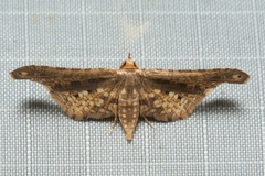 Picrostomastis inductalis