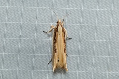 Procoronis swinhoeiana