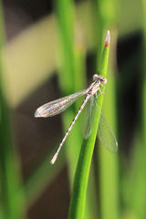 Argia nahuana