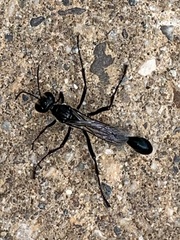 Eremnophila aureonotata