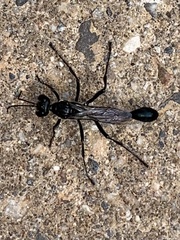 Eremnophila aureonotata