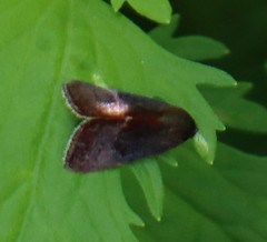 Galgula