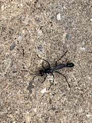 Eremnophila aureonotata