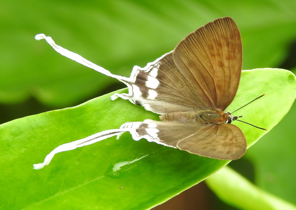 Common Imperial