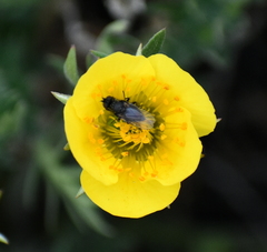 Dasiphora fruticosa