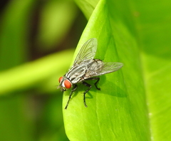 Sarcophagidae