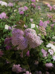 Spiraea