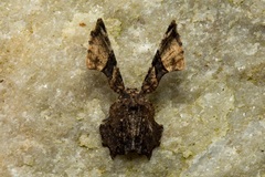 Monobolodes rectifascia