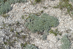 Artemisia hololeuca